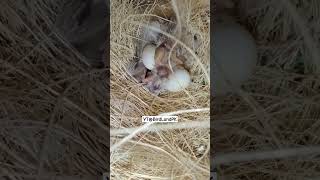 Adorable Zebra Finch Nest with 2 Chicks and 2 Eggs  Bird Land Shorts [upl. by Asillam]