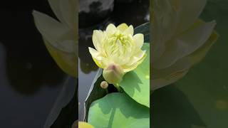 How beautiful this lotuses flowers 139 [upl. by Abshier23]