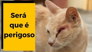 🚫 GATO COM PROBLEMA NO OLHO  Como identificar as principais doenças 👀 [upl. by Inihor748]