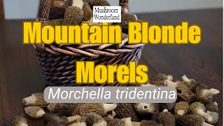 The Mountain Blonde Morel Morchella tridentina [upl. by Wilt475]