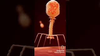 bacteriophage bacteriophagescience [upl. by Yatnahs]