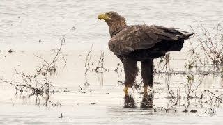 Zeearenden in de Biesbosch CLOSE UP HD [upl. by Ileak]