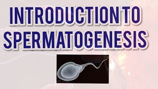 Intoduction to Spermatogenesis [upl. by Nylasor1]