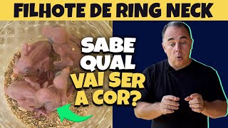 COMO RECONHECER A COR DO FILHOTE DE RING NECK [upl. by Greenfield]