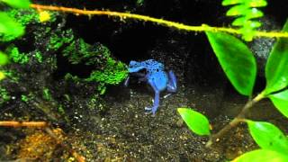 Rana flecha azulinegra Dendrobates azureus [upl. by Dunn]