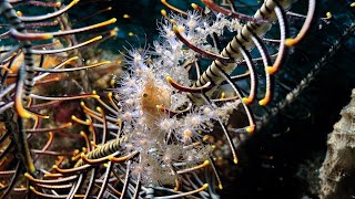 Decorated crab Achaeus spinosus in Ambon  Indonesia  September 2024 4K60fps [upl. by Brockie]