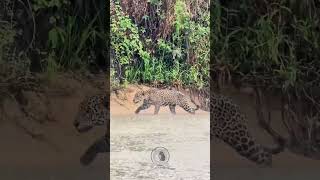 A Cheetahs Hunger Knows No Bounds wildlife animals fypシ゚viral cheetah hunting clips nature [upl. by Wexler133]