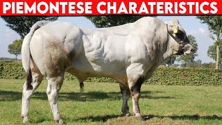 ⭕ Cattle Breeds PIEMONTESE Characteristics ✅ Cattle PIEMONTESE  Bulls PIEMONTESE [upl. by Otnicaj]