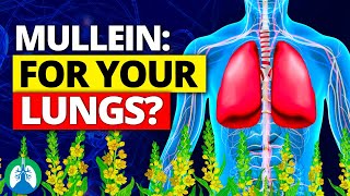 You Wont Believe How Easy LUNG CLEANSE Can Be with Mullein [upl. by Eiffe]