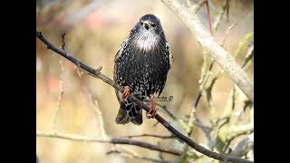 Szpak sturnus vulgaris [upl. by Annat]