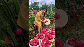 She is Picking Delicious Dragon Fruit from The Garden shorts fruit youtubeshorts [upl. by Attennhoj]