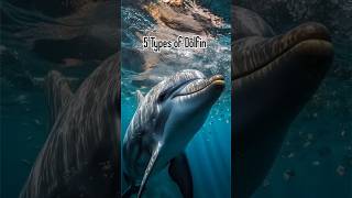 5 Types of Dolfin sealifefacts oceanfact marinelife sealife animals creature creepy [upl. by Arutek]