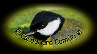 🕊️ El Carbonero Común 🕊️ [upl. by Froma]