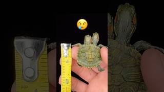 Two Headed Turtle Update‼️ Part 5 shorts aquaterra [upl. by Ecal719]