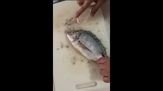 FISH OF THE DAY BREAM asmr fish fishcutting fishcleaning breamfish [upl. by Siravat]