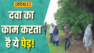 Medical Treatment  7 चक्कर लगा के दूर होती है सारी बीमारियां दवा से ज्यादा पेड़ है कारगर Local18 [upl. by Gennaro]