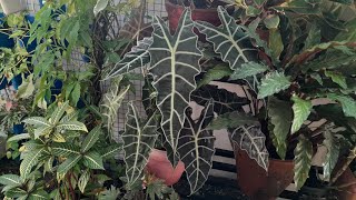 Alocasia Amazonica അറിയേണ്ടതെല്ലാംgardeningvideo [upl. by Jehial]