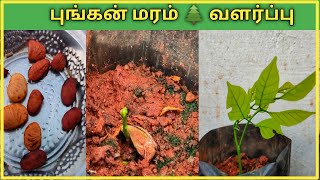 மழையை ஈர்க்கும் புங்கன் மரம் 🌲 வளர்ப்பது எப்படி How to grow Pongamia Pinnata tree [upl. by Udall191]