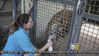 Zookeeper Killed By Tiger [upl. by Medovich569]