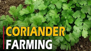 How to Grow CorianderDhaniyaCilantro at Home  Coriander Farming  Coriander Cultivation [upl. by Rednas]