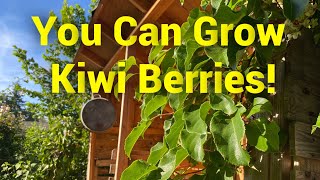 Growing Hardy Kiwi aka Kiwi Berry Actinidia arguta [upl. by Zina]