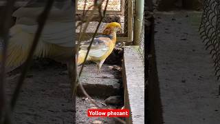 Yollow pheasant birds viralshort viralvideo [upl. by Hael]