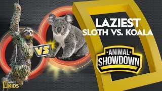 Sloth vs Koala Battle for the Laziest  Animal Showdown [upl. by Piggy]