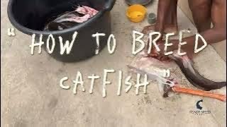 CATFISH FARMING IN GHANA AFRICA  READY SPEED FARMS [upl. by Kimble993]