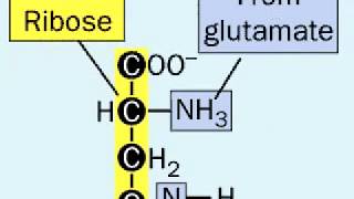 Biosynthesis of Histidine [upl. by Tina]