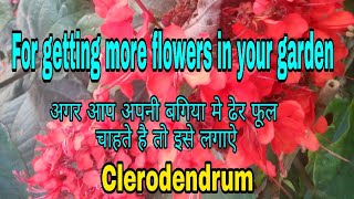 How to care Clerodendrum flowering vine  Flaming glory bower vine care tips Hindi Urdu [upl. by Alexa]