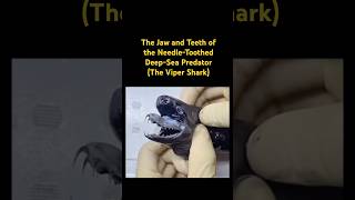 The Jaw and Teeth of the NeedleToothed DeepSea Predator…🦈music sharks sea animals [upl. by Hiett689]