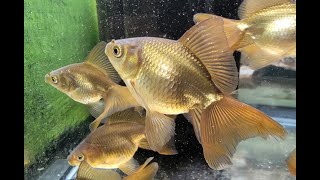 Metallic Philadelphia Veiltail Goldfish [upl. by Drus]