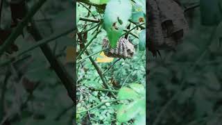 Collected Polistes nest along trail [upl. by Sixele]