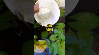 ⚠️How to grow guppy flys faster  guppys ke baccho ko kese jaldi badha kare  guppies guppyfish [upl. by Eelyme]