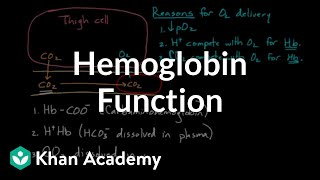 Hemoglobin moves O2 and CO2  Human anatomy and physiology  Health amp Medicine  Khan Academy [upl. by Celisse]