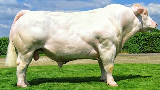 Charolais bulls [upl. by Tobe]