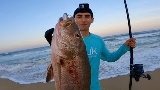 Surfcasting Cubera Snapper CATCH and EAT [upl. by Judas906]