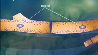 Cell StructureCytoplasmic Streaming [upl. by Resee487]