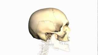 Skull Tutorial 3  Sutures of the skull  Anatomy Tutorial [upl. by Winton592]