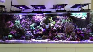 264g reef tank with 4 LED Maxspect Razor R420R 120W 16000K [upl. by Heyde]