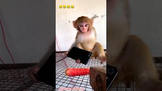 Monkey funny 🤣 😂 dubbing free fire games monkey funny trending youtubeshorts ytshorts [upl. by Hodgkinson51]