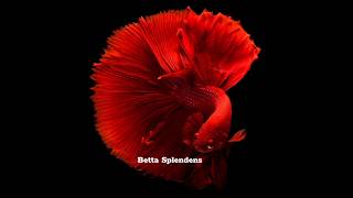 Betta Splendens Fish  The FACTANT [upl. by Knudson48]