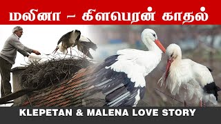 Man Does Everything For His Rescued Stork  KLEPETAN amp MALENA  கிளப்பேடோன் மலினா நாரைகளின் காதல் [upl. by Ventre146]