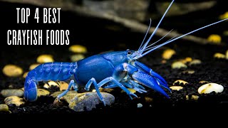 Crayfish Feeding 101 4 essential foods and tips [upl. by Hoes]