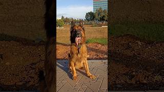 CHIEN BERGER ALLEMAND POILS LONG doglovers dog youtubeshorts germanshepherd [upl. by Nur501]