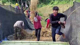 Complete harvesting and threshing rice by hand [upl. by Tychon]