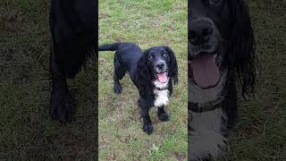 Spaniel puppy loving training puppy gundog shortvideo shortsvideo shorts short [upl. by Arayt]