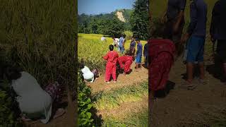 Paddy Cutting  Rural Village Life Of Nepal🤗❤️🇳🇵 youtube trending viralvideo youtubeshorts [upl. by Kenison]