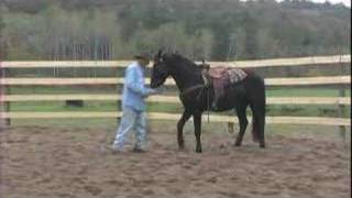 Stallions First Ride  In Nurtural Bitless Bridle [upl. by Aved]