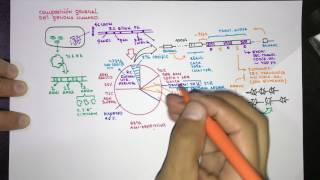 Composición del genoma Humano [upl. by Leddy202]